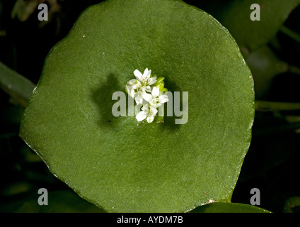 Miner's Salat (Claytonia mitriformis) Nahaufnahme Stockfoto