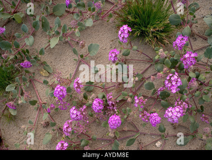 Sand-Eisenkraut Blüte (Abronia Villosa) blüht in der Wüste Stockfoto