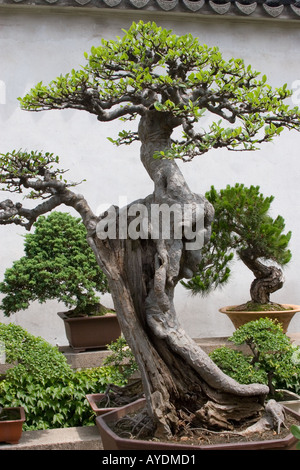 Groe alte Bonsai-Baum in einem Garten in Suzhou China Stockfotografie -  Alamy