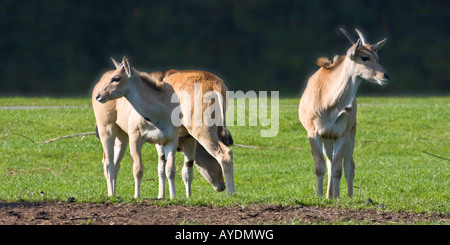 Gemeinsame Eland - Tragelaphus Oryx Stockfoto