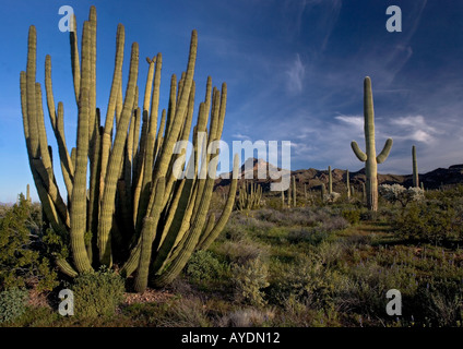 Orgel Rohr Kakteen (Stenocereus Thurberi) im Organ Pipes National Monument mit spröde Bush, Saguaro Etc, Arizona Stockfoto