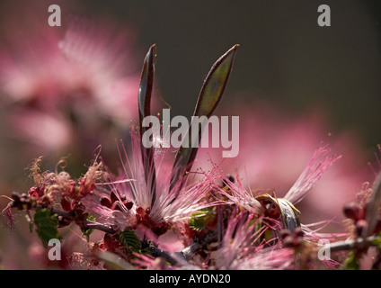 Fee-Duster-Blumen und Früchte; Calliandra eriophylla Stockfoto