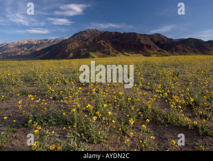 Wüste Gold oder Sonnenblume (Geraea Canescens) blühen üppig im Death Valley Mojave-Wüste Frühjahr in einem El Nino Jahr der Wüste Stockfoto