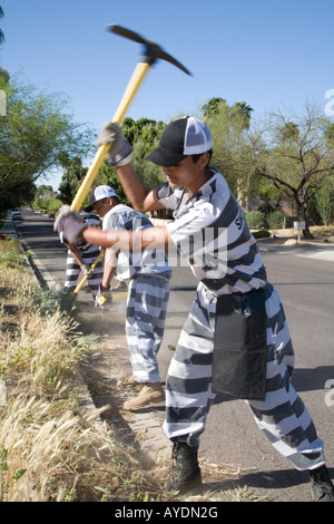 Gefängnis-Insassen entfernen Invasive Arten im Phoenix Park Stockfoto