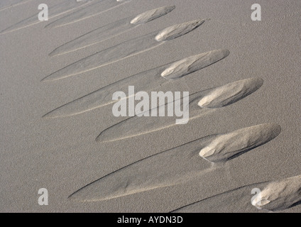 Coyote Fußspuren im Sand Dünen, Eureka Dünen, Kalifornien, USA Stockfoto