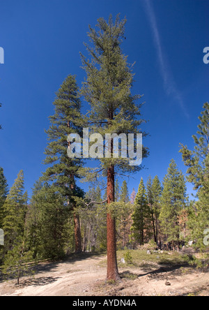 Zucker-Kiefer (Pinus Lambertiana) in Wald Westseite der Sierra Nevada Stockfoto