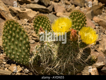 Engelmann-Feigenkaktus bei c 8000 ft, Sierra Nevada, USA. Gelbe Blume Stockfoto