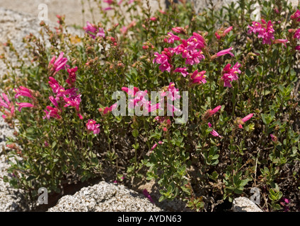 Die Newbery Penstemon (Penstemon Newberyi) in Yosemite, Kalifornien Stockfoto