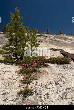 Die Newbery Penstemon (Penstemon Newberyi) in Yosemite auf Granit, Kalifornien, USA Stockfoto