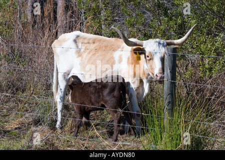 Texas Longhorn Kuh und Kalb hinter Widerhaken verdrahtet Zaun das Kalb saugt die Kuh Stockfoto