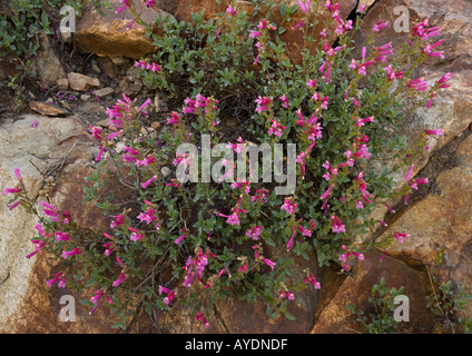 Die Newbery Penstemon (Penstemon Newberyi) im Felsspalt Sierra Nevada Stockfoto