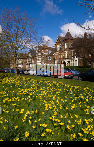 Narzissen in voller Blüte am Ealing Common Ealing W5 London Vereinigtes Königreich Stockfoto