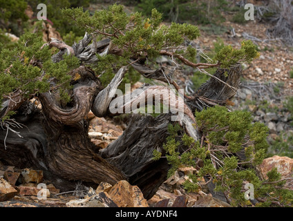 Sierra oder westlichen Wacholder (Juniperus Occidentalis) alten Baum in Sierra Nevada, USA Stockfoto