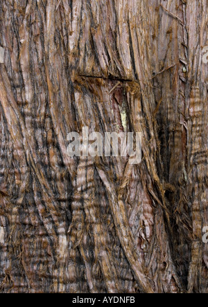 Sierra oder westlichen Wacholder (Juniperus Occidentalis) alten Baum in der Sierra Nevada Stockfoto