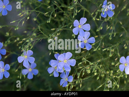 Blauer Flachs Stockfoto