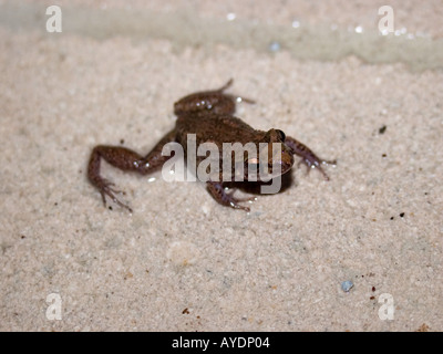 Südlichen Cricket Frosch Acris gryllus Stockfoto