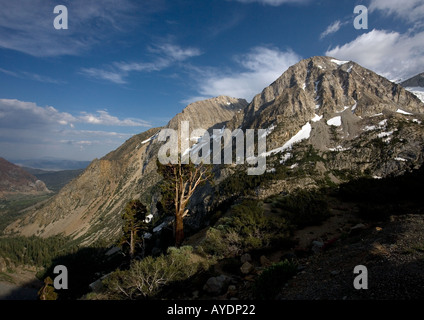 Alten Sierra oder westlichen (Juniperus Occidentalis) Wacholderbäume in großer Höhe in Yosemite National Park Tioga Pass-Bereich Stockfoto