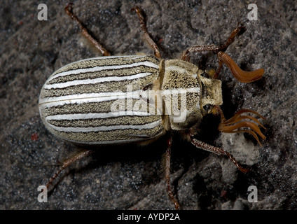 Zehn ausgekleidet Juni Käfer oder Chafer (Polyphylla Decemlineata), California Stockfoto