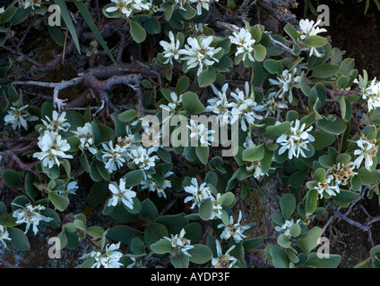 Utah Dienst Beere (Amelanchier Utahensis) in Blume Prostata Bush im 11 000 ft über dem Sonora Pass Stockfoto