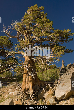 Alter Wacholder der Sierra oder westlicher Wacholder (Juniperus occidentalis var australis) Bei etwa 10 000 Fuß in der Sierra Nevada Stockfoto