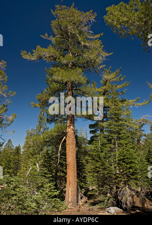 Westliche weiße Kiefer (Pinus Monticola) bei c 9500 ft in der Sierra Nevada Stockfoto
