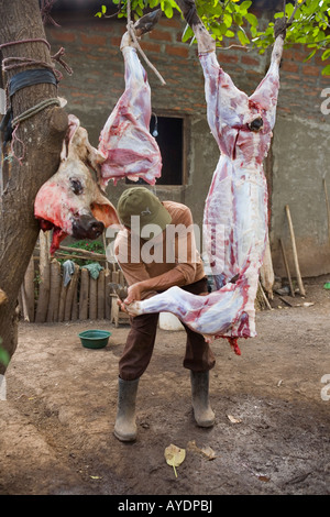 Mann Schlachten ein Schwein auf der Insel Ometepe Nicaragua Stockfoto