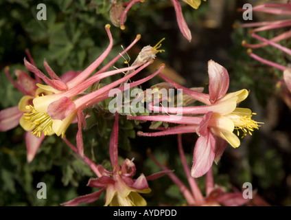 Alpine Akelei Aquilegia Pubescens bei etwa 11 000 ft in der Nähe von Odell Lake Sierra Nevada. Stockfoto