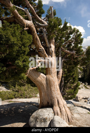 Alte und schöne Sierra Wacholder oder westlichen Wacholder Juniperus Occidentalis auf 8000 ft auf Granit im Yosemite National Park. USA Stockfoto