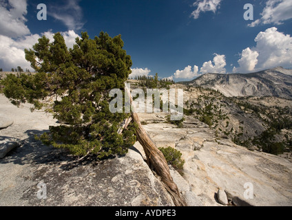 Alte und schöne Sierra Wacholder oder westlichen Wacholder, Juniperus Occidentalis, auf 8000 ft auf Granit im Yosemite-Nationalpark, USA Stockfoto