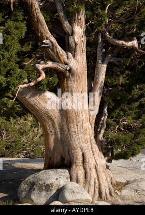 Alte und schöne Sierra Wacholder oder westlichen Wacholder, Juniperus Occidentalis auf 8000 ft auf Granit im Yosemite National Park Stockfoto