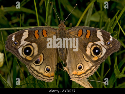 Gemeinsamen Buckeye Schmetterlinge (Iunonia Coenia) Paarung, Nahaufnahme Stockfoto