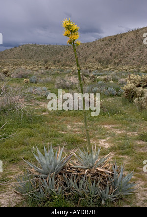 Wüstenagave, Agave deserti, eine der Jahrhundertpflanzen in der Sonora Wüste Stockfoto