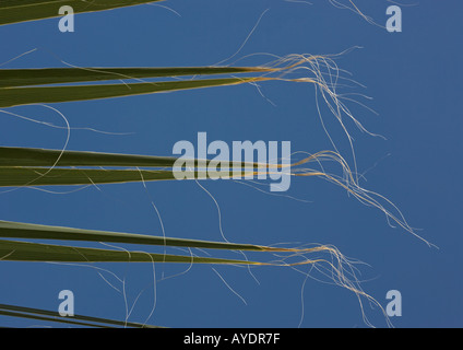 Wüste Fächerpalme (Washingtonia Filifera) Blätter, close-up Stockfoto