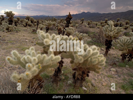 Chollas Kaktusfeigen im Abendlicht Joshua Tree National Park Übergangszone zwischen Sonoran und Mojave Wüste Stockfoto