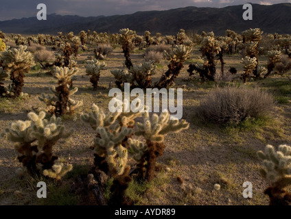 Chollas oder Kaktusfeigen im Abendlicht Joshua Tree National Park.Transition Zone zwischen Sonoran und Mojave Wüste Stockfoto