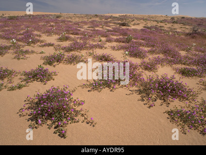 Algodones Dünen auch bekannt als Imperial Sand Dunes; geschützten Teil der Dünen mit reichlich Blumen Stockfoto