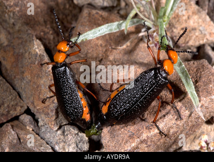 Paarung Fütterung In the Chocolate Berge Arizona Kalifornien Käfer Käfer Stockfoto