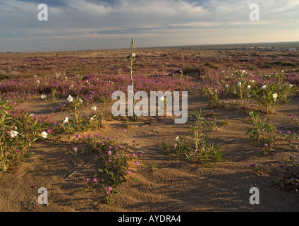 Algodones Dünen auch bekannt als Imperial Sand Dunes geschützten Teil der Dünen mit üppigen Blumen, USA Stockfoto