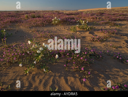 Algodones Dünen auch bekannt als Imperial Sand Dunes geschützten Teil der Dünen mit üppigen Blumen, USA Stockfoto