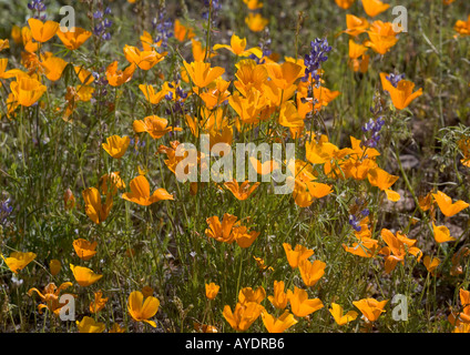 Masse von Frühlingsblumen in Organ Pipes National Monument vor allem mexikanische gold Mohn mit Lupinen Lupinus sparsiflorus Stockfoto