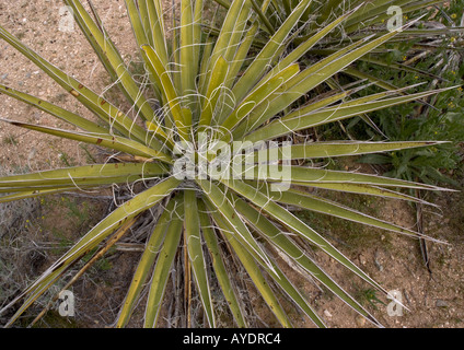 Mojave Yucca Yucca schidigera im Mojave National Preserve, Kalifornien, USA Stockfoto