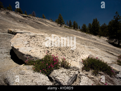 Die Newbery Penstemon Penstemon Newberyi in Yosemite Stockfoto