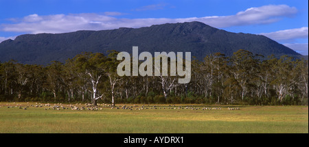 Schafbeweidung Frühjahr Gräser, in der Nähe von Cressy, Tasmanien, Australien Stockfoto