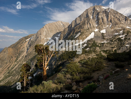 Alten Sierra oder westlichen Wacholder in großer Höhe im Yosemite National Park Tioga Pass Bereich, Kalifornien, USA Stockfoto