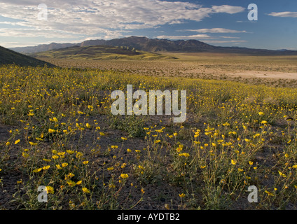 Wüste Gold oder Wüste Sonnenblumen Geraea Canescens blühen üppig im Death Valley Mojave-Wüste Frühjahr in einem El Nino Jahr USA Stockfoto