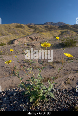 Wüste Gold oder Sonnenblumen Geraea Canescens blühen üppig im Death Valley Mojave-Wüste Frühjahr in einem El Nino Jahr der Wüste Stockfoto