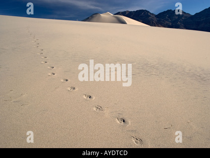 Coyote Fußabdrücke auf Sanddünen in Eureka Dünen, Death Valley Nationalpark, Kalifornien, USA Stockfoto