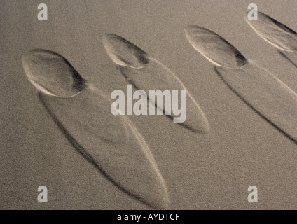 Coyote Fußabdrücke auf Sanddünen in Eureka Dünen, California Stockfoto