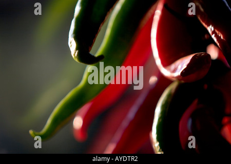 Chili-Paprika Stockfoto