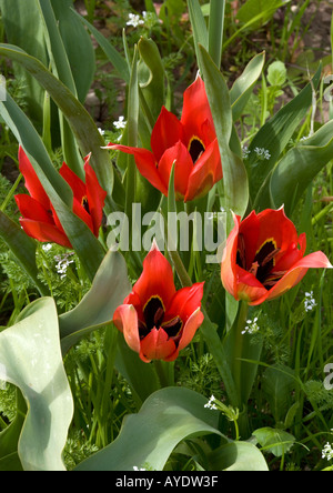 Tulpen Feld (Tulipa Agenensis) close-up, Chios, Griechenland Stockfoto